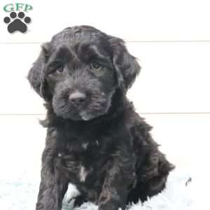 Max, Portuguese Water Dog Puppy