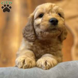 TRIPP, Mini Goldendoodle Puppy