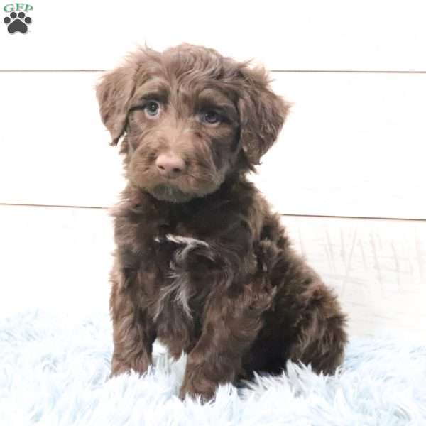 Cooper, Portuguese Water Dog Puppy