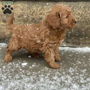 WYLEE, Mini Goldendoodle Puppy