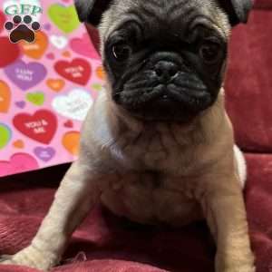 Teddy, Pug Puppy