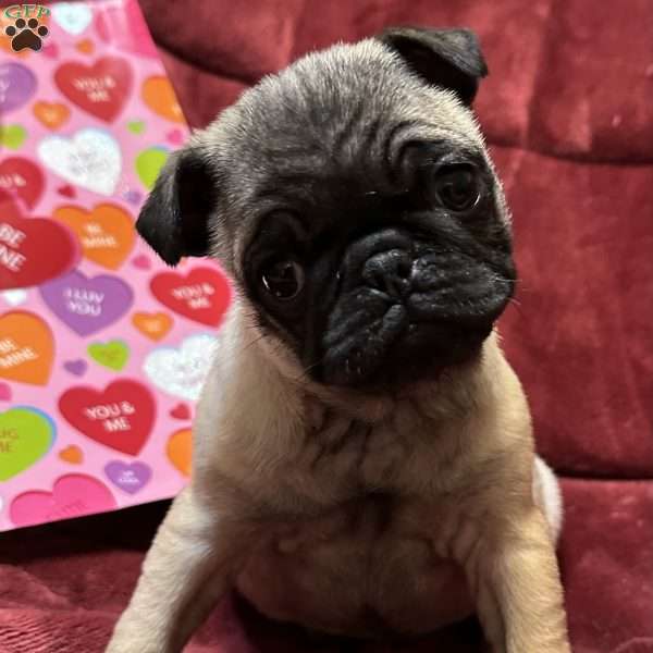 Teddy, Pug Puppy