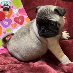 Teddy, Pug Puppy