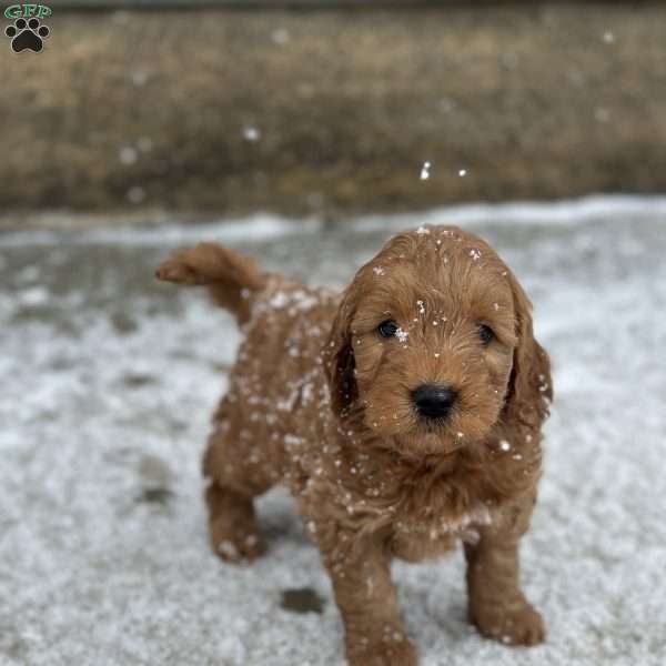 WYLEE, Mini Goldendoodle Puppy