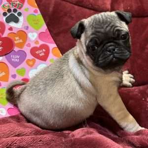 Teddy, Pug Puppy