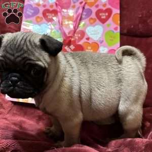 Teddy, Pug Puppy