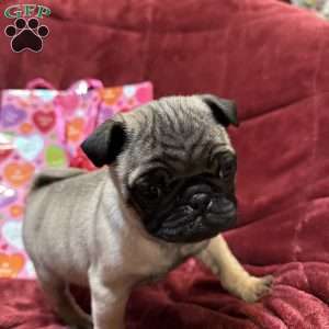 Teddy, Pug Puppy