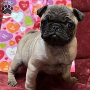 Teddy, Pug Puppy