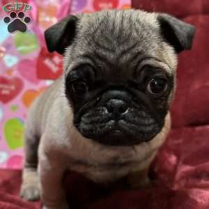 Teddy, Pug Puppy