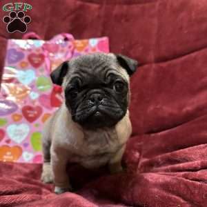 Teddy, Pug Puppy