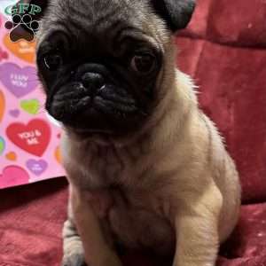 Teddy, Pug Puppy