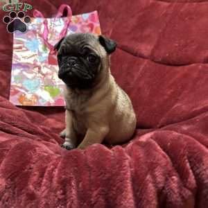 Teddy, Pug Puppy