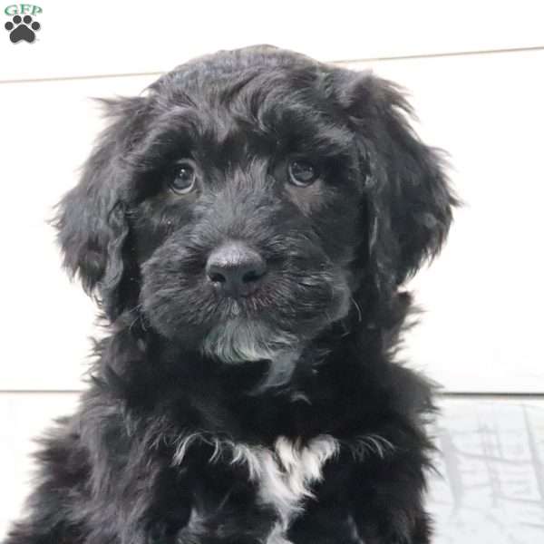 Charlie, Portuguese Water Dog Puppy