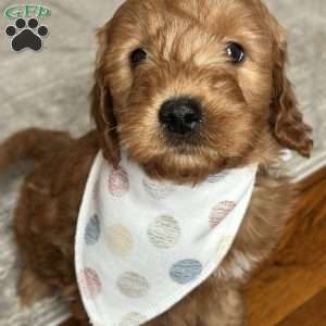 WYLEE, Mini Goldendoodle Puppy