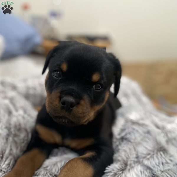 Pinky, Rottweiler Puppy