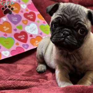 Teddy, Pug Puppy