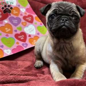 Teddy, Pug Puppy