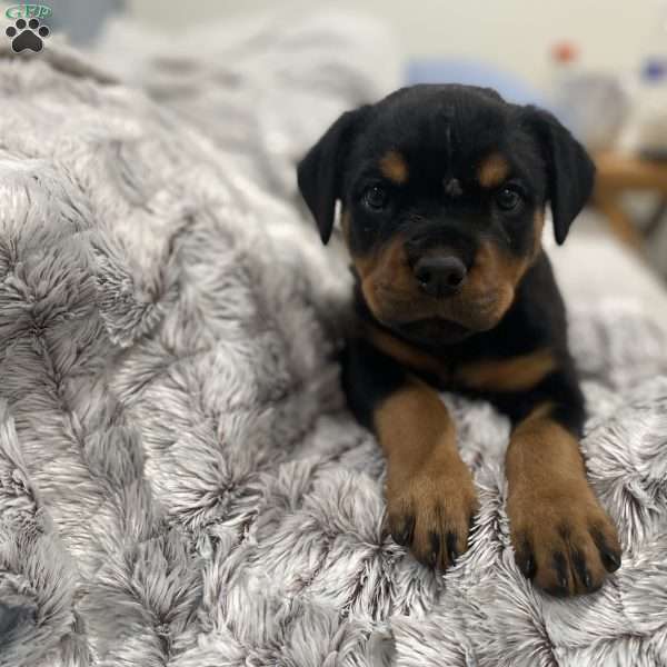 Scarlet, Rottweiler Puppy