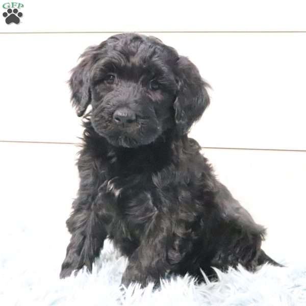 Bella, Portuguese Water Dog Puppy