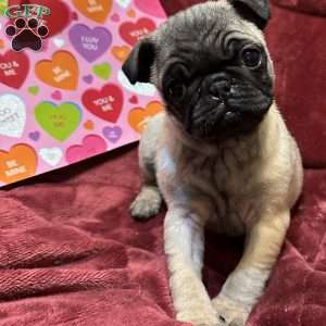 Teddy, Pug Puppy