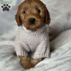 WYLEE, Mini Goldendoodle Puppy