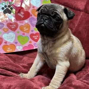 Teddy, Pug Puppy