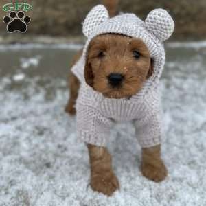 WYLEE, Mini Goldendoodle Puppy