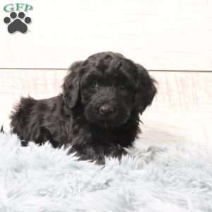 Bella, Portuguese Water Dog Puppy