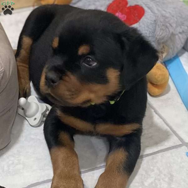 Greenie Girl, Rottweiler Puppy