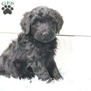 Bella, Portuguese Water Dog Puppy