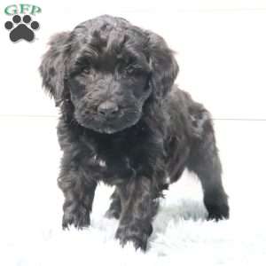 Bella, Portuguese Water Dog Puppy