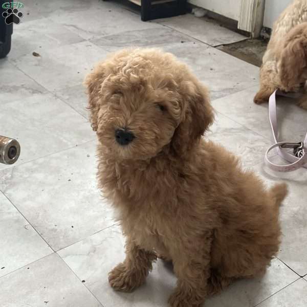 Brody, Goldendoodle Puppy