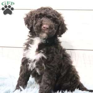 Luna, Portuguese Water Dog Puppy