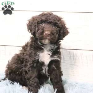 Luna, Portuguese Water Dog Puppy