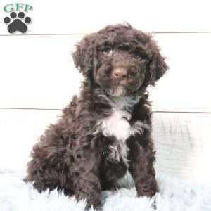 Luna, Portuguese Water Dog Puppy