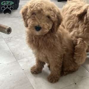 Brody, Goldendoodle Puppy