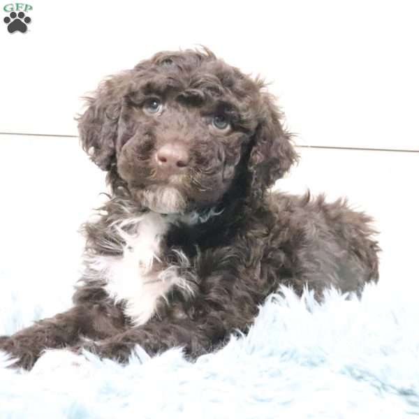 Luna, Portuguese Water Dog Puppy