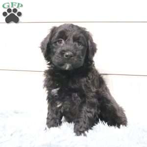 Braxton, Portuguese Water Dog Puppy