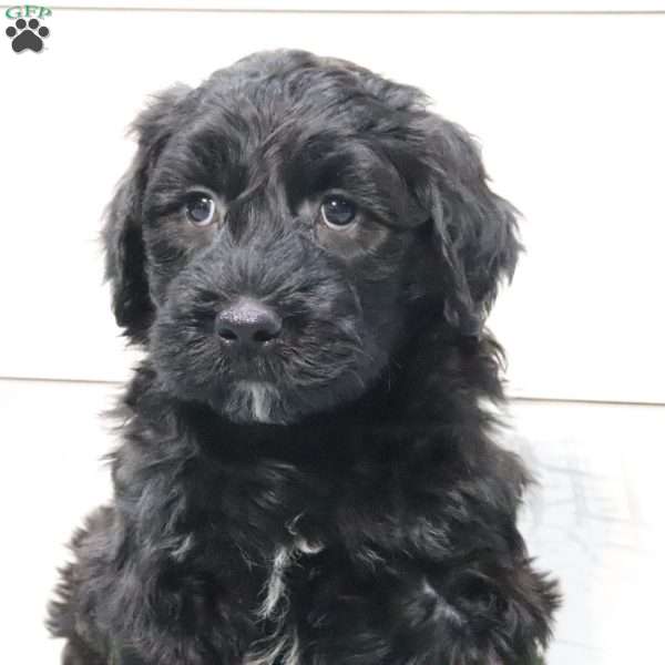 Braxton, Portuguese Water Dog Puppy