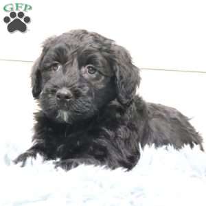 Braxton, Portuguese Water Dog Puppy