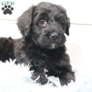 Braxton, Portuguese Water Dog Puppy