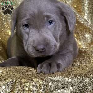 Coco, Silver Labrador Retriever Puppy