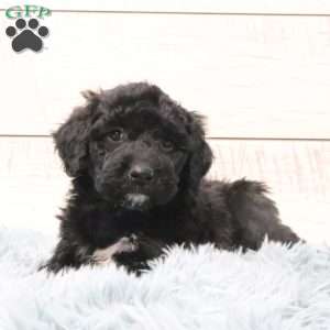 Sadie, Portuguese Water Dog Puppy