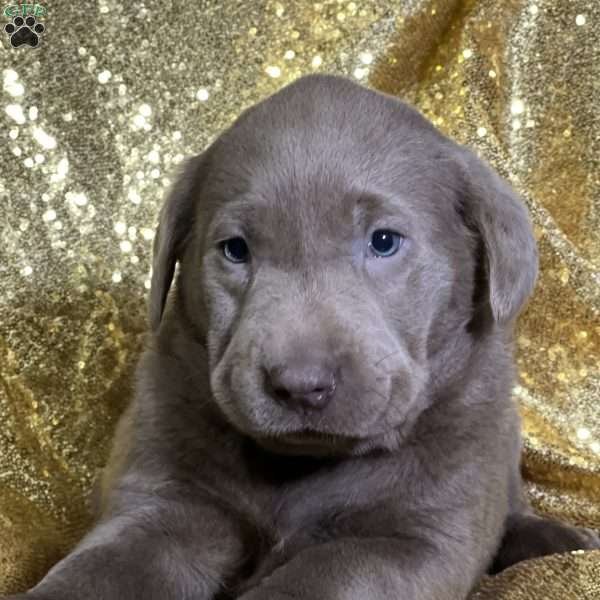 Coco, Silver Labrador Retriever Puppy