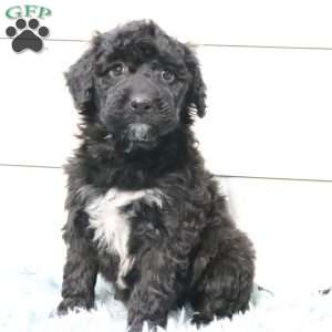 Sadie, Portuguese Water Dog Puppy