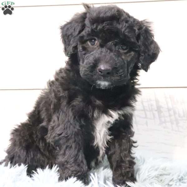 Sadie, Portuguese Water Dog Puppy