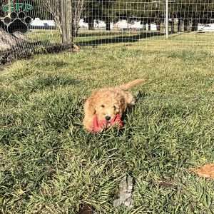 Brody, Goldendoodle Puppy