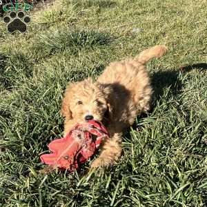 Brody, Goldendoodle Puppy