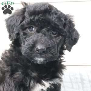 Sadie, Portuguese Water Dog Puppy