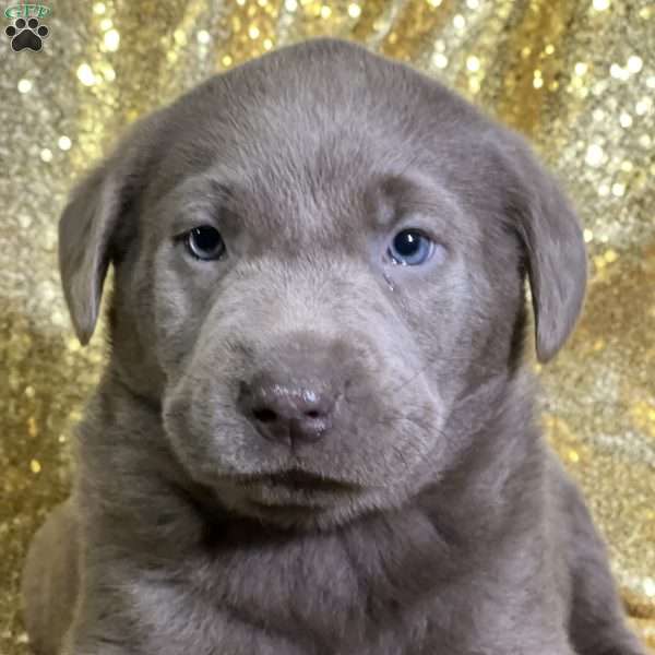 Callie, Silver Labrador Retriever Puppy